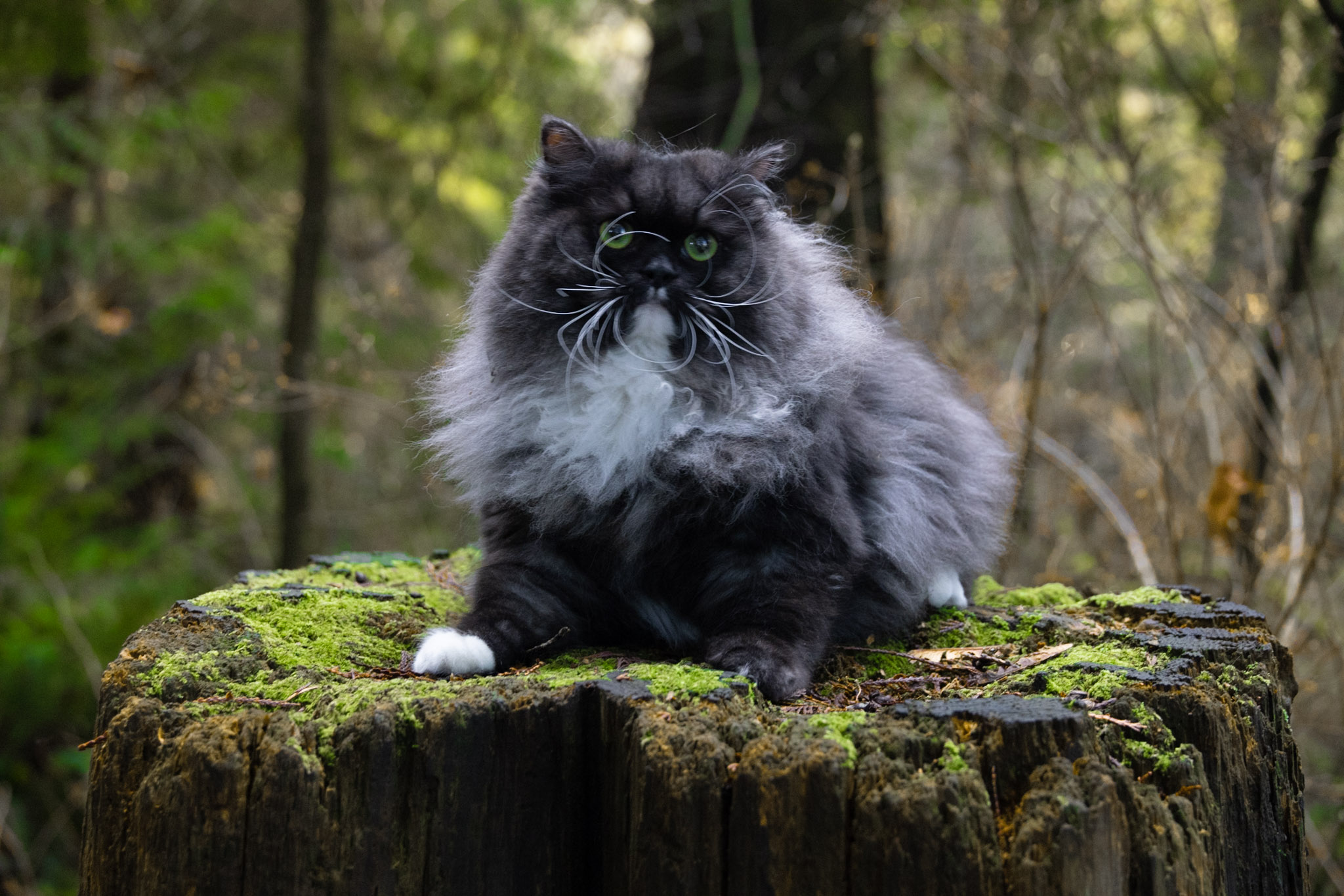 Zara the Silver Shaded Siberian queen cat, 5 years old